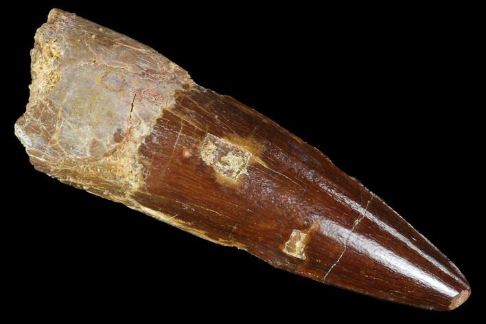 Real Spinosaurus Tooth - Gorgeous Enamel #89532